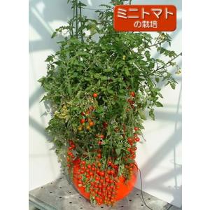 【販売終了】水耕栽培キット ホームハイポニカ601の詳細画像3