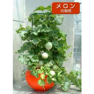 【販売終了】水耕栽培キット ホームハイポニカ601の詳細画像4