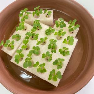 水耕栽培 スポンジ 葉菜用 培地 くぼみスリッ...の詳細画像5