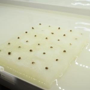 水耕栽培 スポンジ 葉菜用 培地 300個の詳細画像5