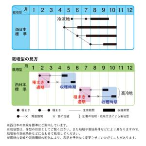 種 エンツァイ 竹葉種 空芯菜 小袋 10mlの詳細画像1