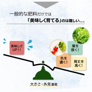 水耕栽培 肥料 液体肥料 活力剤 おうちのやさ...の詳細画像3