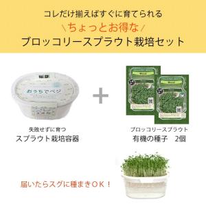 ブロッコリースプラウト 栽培セット 栽培キット...の詳細画像3