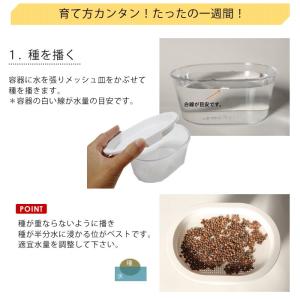 ブロッコリースプラウト 栽培セット 栽培キット...の詳細画像4