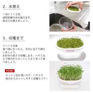 ブロッコリースプラウト 栽培セット 栽培キット...の詳細画像5