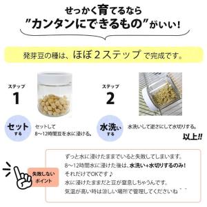 豆 スプラウト 発芽豆 おかわりセット 栽培キ...の詳細画像5