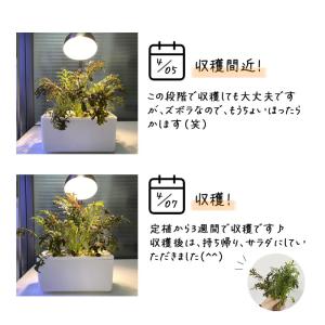 水耕栽培キット 栽培キット 室内 栽培容器 3...の詳細画像5