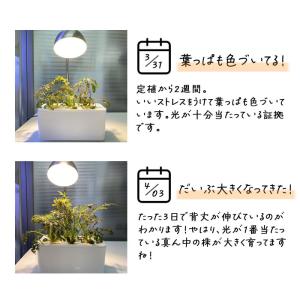 水耕栽培キット 栽培キット 室内 栽培容器 3...の詳細画像4