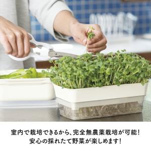 ブロッコリースプラウト 栽培セット 栽培キット...の詳細画像1