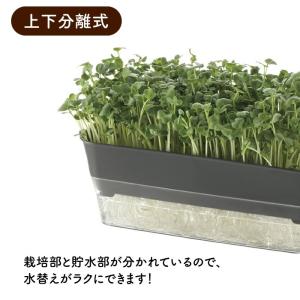 ブロッコリースプラウト 栽培セット 栽培キット...の詳細画像3