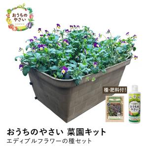 種子 ドルステニア ギガス : 多肉植物のお店 彩香 Yahoo!店 - 通販