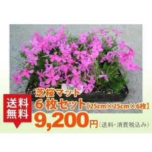 芝桜 8枚セット（25cm×25cm×8枚）｜eco-square