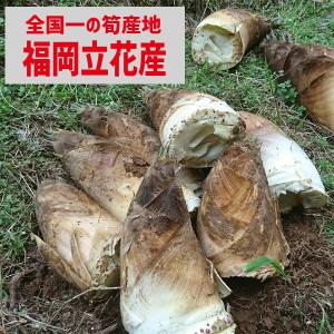 今が旬！掘りたて筍5キロ＜福岡県産＞