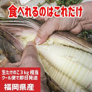 大釜湯がきたけのこ（1.5Kg）福岡八女産 生たけのこ約３キロ相当/筍の半分は食べられない皮です