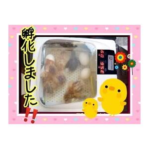 孵卵器　ふ卵器 孵化器　PSE認証　インキュベーター全自動　新品　12個用