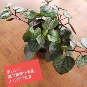 珍しい　　紫　セネシオパープルバイン　観葉植物　多肉植物　卓上　インテリア　雑貨　花
