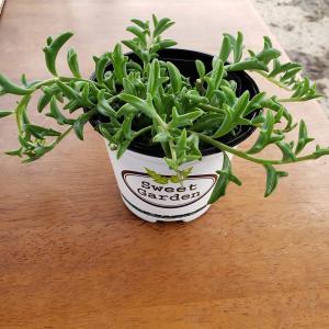 ドルフィンネックレス　観葉植物　第４種郵便　イルカ　プレゼント　卓上