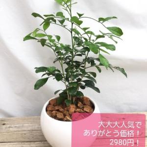 感謝　　観葉植物　シルクジャスミン　陶器　