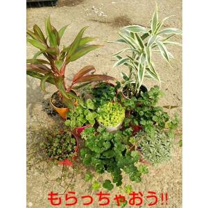 観葉植物 送料無料 おまけ ミント アロマティ...の詳細画像2