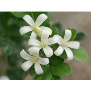 観葉植物 シルクジャスミン 6寸 プラスチック...の詳細画像2