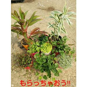 観葉植物 シルクジャスミン 6寸 プラスチック...の詳細画像3