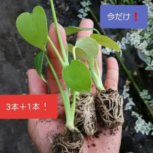 一番人気！観葉植物 ！ モンステラ 観葉植物 金運 小さい