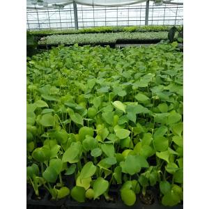 一番人気!観葉植物 送料無料! モンステラ 観...の詳細画像1