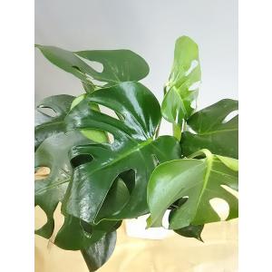一番人気!観葉植物 送料無料! モンステラ 観...の詳細画像2