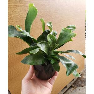 　コウモリラン　ネザーランド　観葉植物　卓上　インテリア