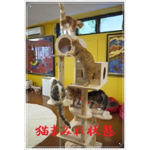 『猫まみれツリージャングル』宮大工さん監修!!...の詳細画像4