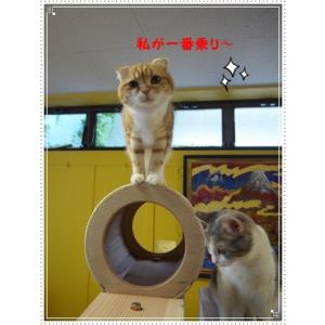 『猫まみれツリージャングル』宮大工さん監修!!...の詳細画像5