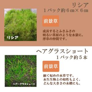 リシア 種 熱帯魚 アクアリウム用品 の商品一覧 ペット用品 生き物 通販 Yahoo ショッピング