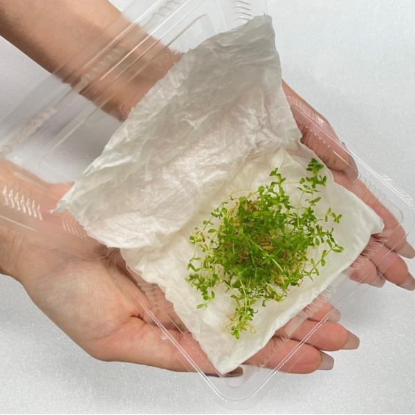 （水草）国産 パールグラス（無農薬）中景草　後景草　水上葉