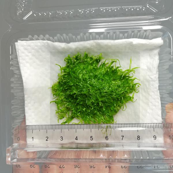 （水草）国産 ウォーターローン　（無農薬）前景草　水上葉