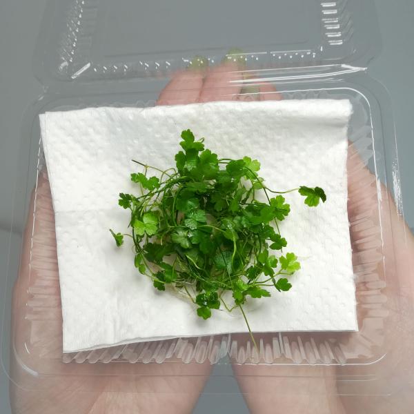 （水草）国産　オーストラリアンノチドメ　（無農薬）前景草　中景草　水上葉