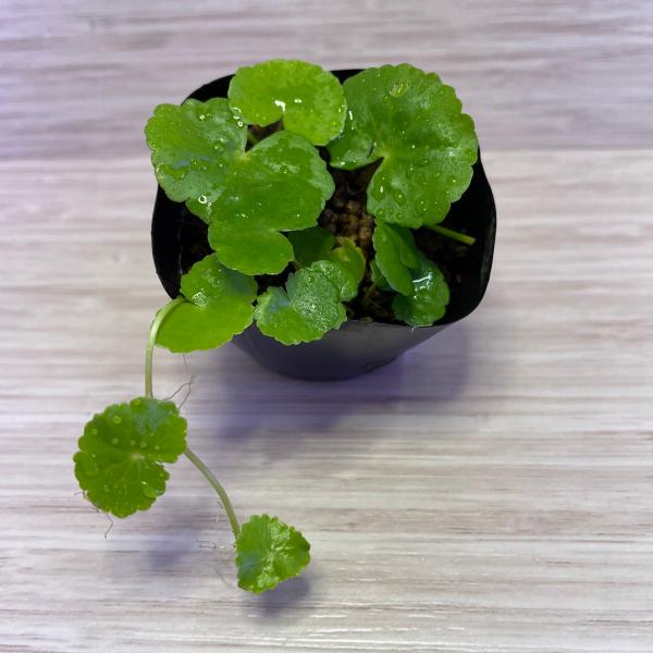 （水草）国産　アマゾンチドメグサ（無農薬）後景草