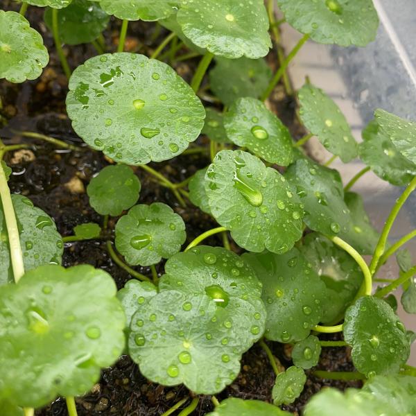 （水草）国産 ウォーターマッシュルーム（無農薬）後景草　水上葉