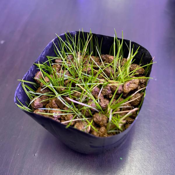 （水草）国産 ショートヘアグラス（無農薬）前景草　水上葉