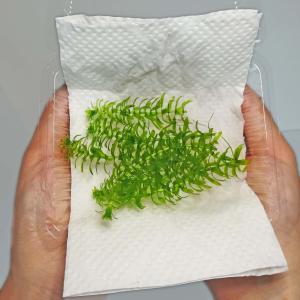 （水草）国産　アナカリス（無農薬）中景草　後景草　水上葉