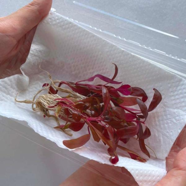 （水草）国産 アルテルナンテラレインキーミニ（無農薬）中景草　水上葉