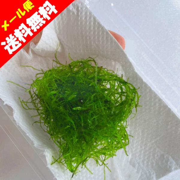 （水草）国産 ウィローモス（無農薬）中景草　水上葉