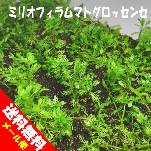 （水草）国産 ミリオフィラム・マトグロッセンセ（無農薬）中景草　後景草　水上葉