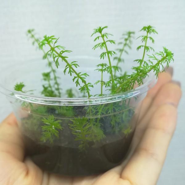 （水草）国産 ミリオフィラムsp.ガイアナドワーフ（無農薬）中景草　後景草　水上葉