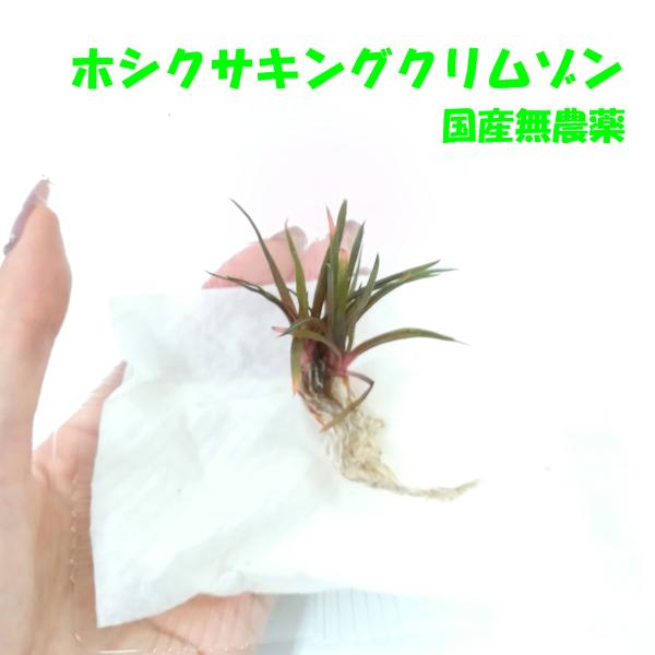 ★レア品種（水草）国産 ホシクサキングクリムゾン（無農薬）後景草　水上葉