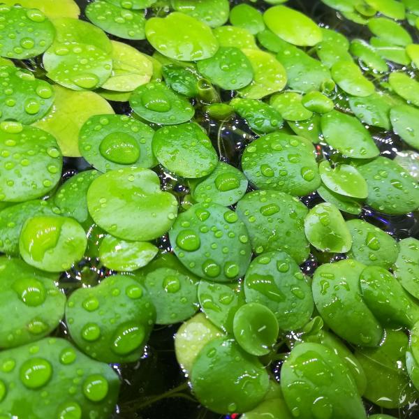 (水草）国産　アマゾンフロッグビット　(無農薬）　浮草