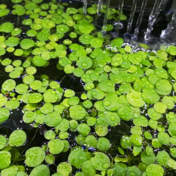 (水草）国産　ドワーフフロッグビット　(無農薬）　浮草