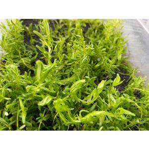 （水草）　国産　グリーンロタラ　10本（無農薬）後景草