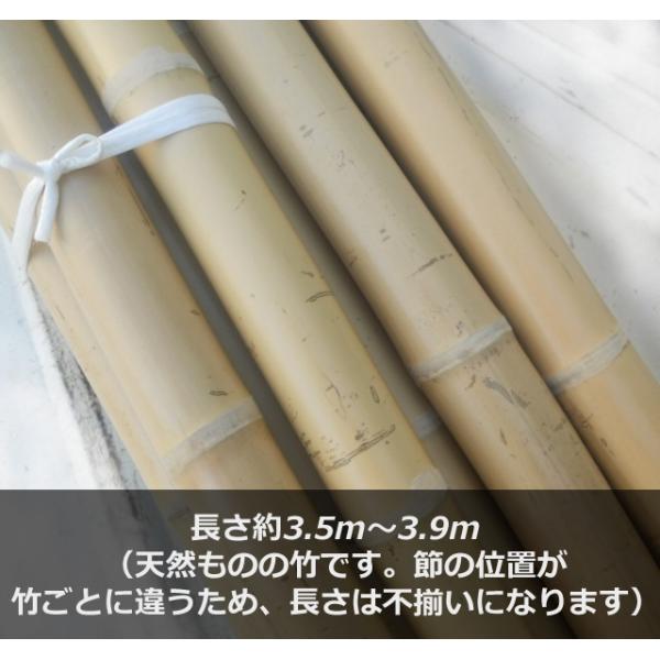 BAMBOO_NM5_350 棒引き用竹 直径約5cm×長さ約3.5〜3.9m【1本】 規格：直径約...