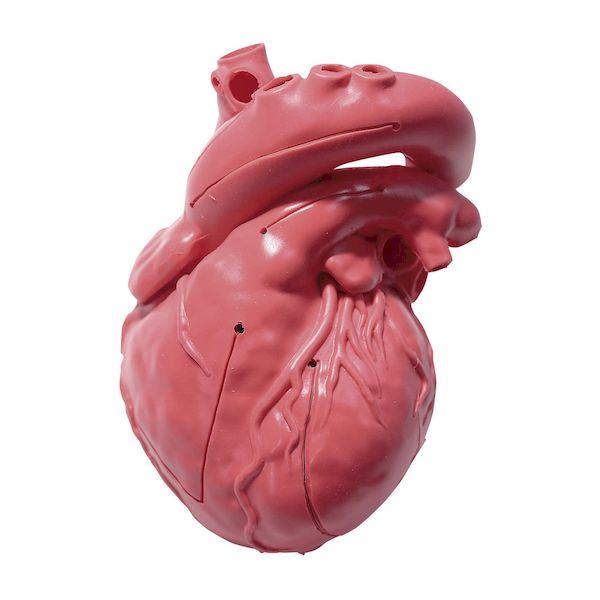 【個数：1個】XC-03T(アカ) 直送 代引不可 クロスメディカル CardioModelEV 成...