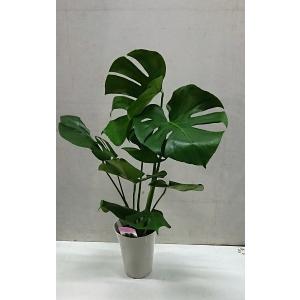 人気の観葉植物 しっかりしたモンステラ6号鉢の詳細画像1